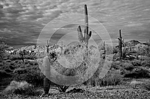 San Tan Mountains Sonora Desert Arizona in Monochrome photo