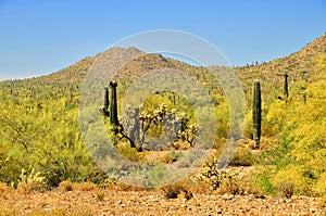 San Tan Mountains Sonora Desert Arizona photo
