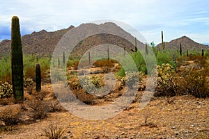 San Tan Mountains Sonora Desert Arizona photo