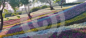 The San-Tseng-Chi Urban Park on a bright sunny day with colorful flower fields on the hillside under blue clear sky during Flower