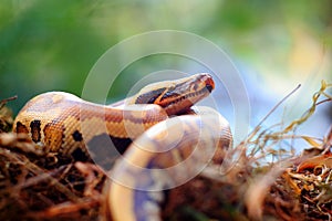 Pythoniane snakes photo