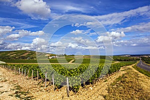 Sancerre Vineyards