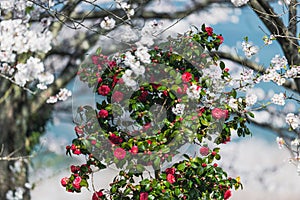 Sancha flowers on a cherry tree background photo