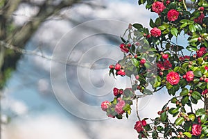 Sancha flowers on a cherry tree background photo