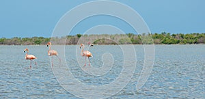 Flamencos rosados caminando por la laguna. photo