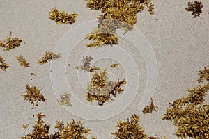 Sand with algae on the beach. natural background, texture, pattern