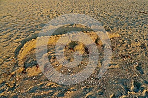 Sand alligator on the beach