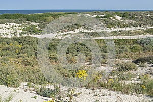 Sand background with green plants and yellow flower in dunes