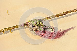 Sand background with slimed rope