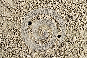 Sand ball on the beach