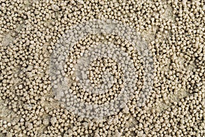 Sand ball on the beach