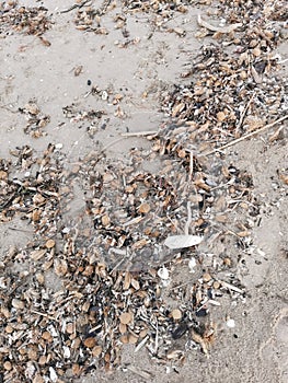 Sand on the beach with algae and parts of shells