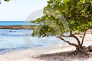 Sand beach in Bayahibe, La Altagracia, Dominican Republic. Copy space for text.