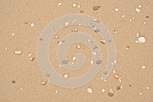 Sand beach with clamshells