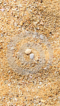 Sand beach floor with corals and sea shells of aquatic animals and molluscs