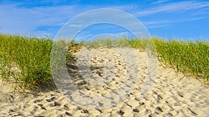 Sand, Beach, Grass Cape Cod New England