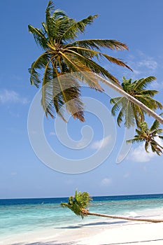 Sand beach and leaning coconut tree