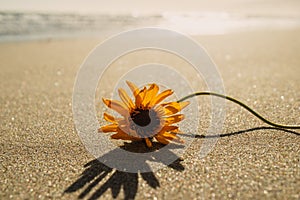 Sand Beach and Lonely Flower at Sunset