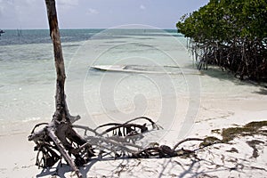 Sand beach with mangrove forest, Caye Caulker