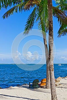 Sand beach with palm trees and beach chairs