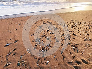 Sand beach surface with wet pebbles and white water waves with foam