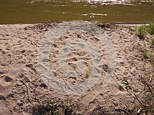 Sand beach water grass footprints