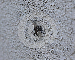 Sand beetle (Cicindela hybrida).