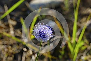 Sand bell, Jasione laevis in the sand dunes of Sandweier, Baden-Baden