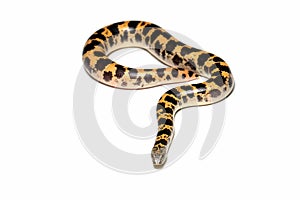 Sand boa snake closeup on isolated background