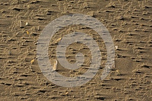 Sand with broken shells and wind traces
