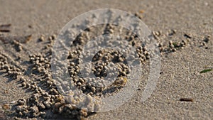 Sand bubble crab and balls of sand