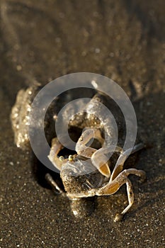 Sand bubbler crab