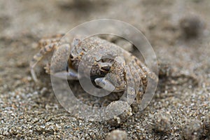 Sand Bubbler Crab