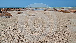 Sand bubbler crab balls on the beach