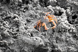 Sand bubbler crab on sand during low water