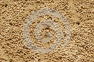 Sand bubbler crab and the sand pellets