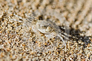 Sand bubbler crab, scopimera globosa, small beach crab on sand in Railay beach, Thailand