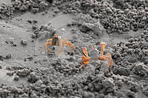 Sand bubbler crabs fighting on wet sand