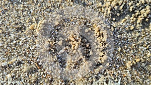 Sand bubbler crabs leaving sand bubblers on the sea wave beach in Hua Hin, Thailand.