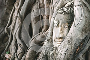 Sand Buddha head in tree roots Buddha sculpture in the middle day sun light in ancient Ayutthaya, Thailand