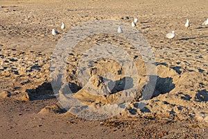 A sand castle that has been partly destroyed by waves on a deserted beach with sandpipers running around