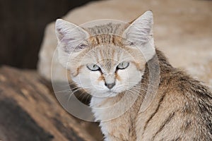 Sand Cat