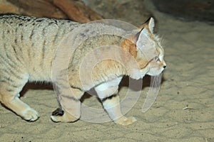 Sand cat