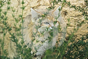 Sand cat