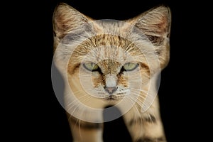 Sand cat with a black background