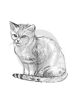 Sand Cat drawing sketch