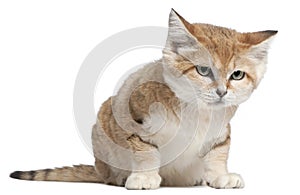 Sand cat, Felis margarita, 17 years old