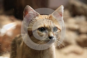 Sand cat (Felis margarita). photo