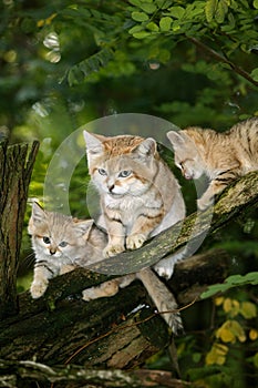 Sand Cat, felis margarita, Female with Youngs standing on Branch