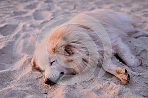 Sand-colored dog sleeps in the sand on the beach.